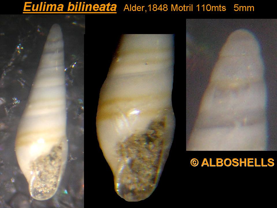 Eulima bilineata